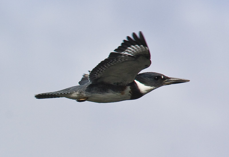 Belted Kingfisher In Flight